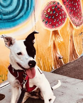 Freak Alley Gallery by null