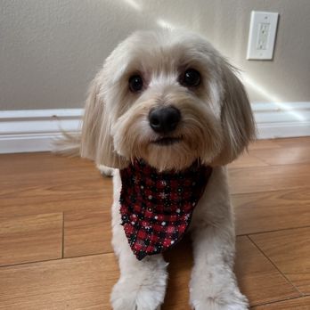 Bark Barber - Pet Groomers Near Me Bark Barber - Pet Groomers Near Me