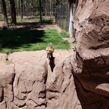 Bearizona - Zoos Near Me - Williams, Arizona