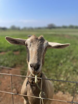 Surfing Goat Dairy by null