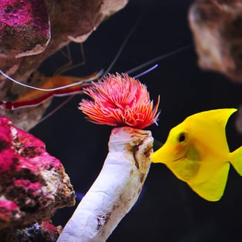 Aquarium Architecture - Aquariums Near Me - London, XGL Aquarium Architecture - Aquariums Near Me - London, XGL