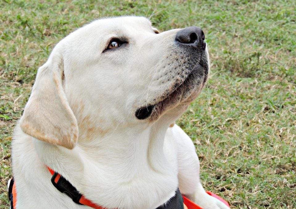 Topaz Assistance Dogs - social services organization in Naple, FL