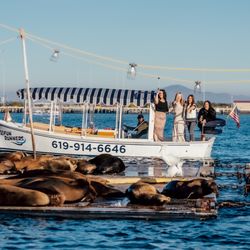 SD Funrunners - More Sea Lions and Seals!