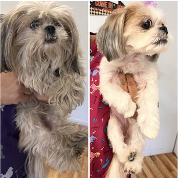 Perfect Pet Salon - Can you believe this?!! I have a brand new puppy. - Pet Groomers Near Me - Concord, California Perfect Pet Salon - Can you believe this?!! I have a brand new puppy. - Pet Groomers Near Me - Concord, California