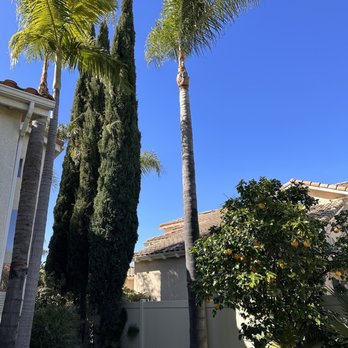 Angel Tree Care - Palm Trees - Tree Services Near Me Angel Tree Care - Palm Trees - Tree Services Near Me