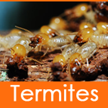 TNT Termite & Pest - Pest Control Near Me - Godley, Texas TNT Termite & Pest - Pest Control Near Me - Godley, Texas