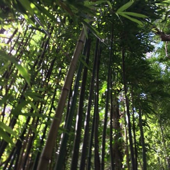 Pali Puka - The bamboo when u first enter - Hiking Near Me - Nu'uanu Pali, Hawaii Pali Puka - The bamboo when u first enter - Hiking Near Me - Nu'uanu Pali, Hawaii