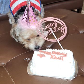 Redondo Dog - Thank you for her birthday cake. - Pet Services Near Me - Carson, California Redondo Dog - Thank you for her birthday cake. - Pet Services Near Me - Carson, California