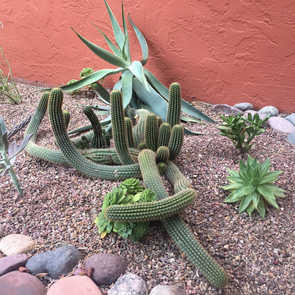 Canyon Ranch Tucson - Haha what a cool cactus huh?! - Resorts Near Me - Tucson, Arizona