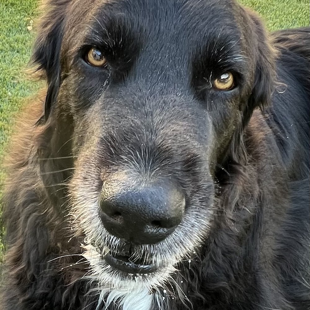Animal Surgical Center - Finn - Veterinarians Near Me - Oceanside, New York