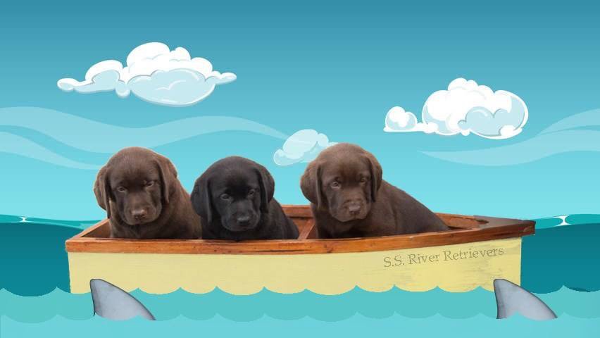 River Retrievers Image