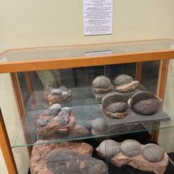 Zuhl Museum: Home of the Zuhl Collection - Eggs!