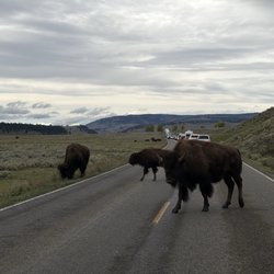 Lamar Valley