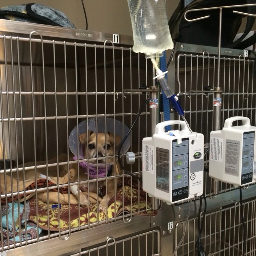 Veterinary Surgical Solutions - Monkey hanging tough - Veterinarians Near Me - Austin, Texas Veterinary Surgical Solutions - Monkey hanging tough - Veterinarians Near Me - Austin, Texas