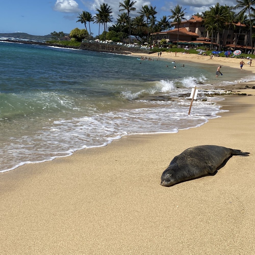 Nukumoi Surf Co - Sleeping monk seal. - Sports Wear Near Me - Poipu, Hawaii Nukumoi Surf Co - Sleeping monk seal. - Sports Wear Near Me - Poipu, Hawaii