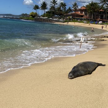 Nukumoi Surf Co - Sleeping monk seal. - Sports Wear Near Me - Poipu, Hawaii Nukumoi Surf Co - Sleeping monk seal. - Sports Wear Near Me - Poipu, Hawaii