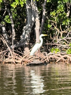 Rising Tide Explorers by null