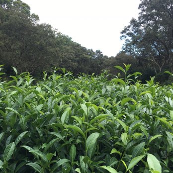 Mauna Kea Tea - a field of green tea leaves - Coffee & Tea Near Me - Honokaa, Hawaii