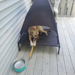 Enough said. This is a happy girl!!! Thanks to all the people there. Maggie loves you. 40 inch bully sticks. Enough said. This is a happy girl!!! Thanks to all the people there. Maggie loves you. 40 inch bully sticks.