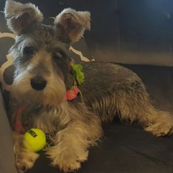 Bonnie's Pet Grooming