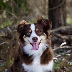 Happy Tails Doggie Daycare And Pet Lodge on Yelp