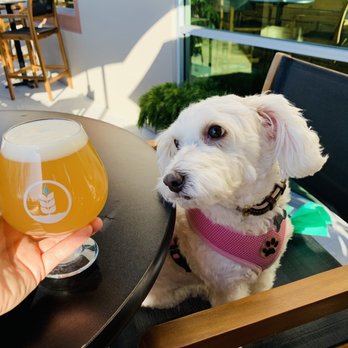 Pure Project - Vista - Looks delicious - Brewpubs Near Me - Vista, California Pure Project - Vista - Looks delicious - Brewpubs Near Me - Vista, California