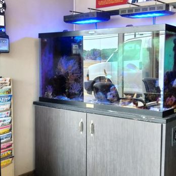 Rusiniak's Svce - Beautiful fish tank - Auto Repair Near Me - Cheektowaga, New York Rusiniak's Svce - Beautiful fish tank - Auto Repair Near Me - Cheektowaga, New York