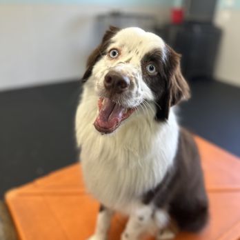 Dogtopia - Pet Boarding Near Me - Houston, Texas Dogtopia - Pet Boarding Near Me - Houston, Texas