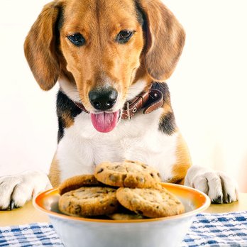 Spoiled Pups Bakehouse - Carob Chip Cookies,,,Super tasty ,,,,Zero sugar!!!! - Pet Stores Near Me - New Westminster, British Columbia Spoiled Pups Bakehouse - Carob Chip Cookies,,,Super tasty ,,,,Zero sugar!!!! - Pet Stores Near Me - New Westminster, British Columbia