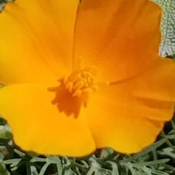 Falkirk Cultural Center - California Poppy - Art Galleries Near Me - San Rafael, California Falkirk Cultural Center - California Poppy - Art Galleries Near Me - San Rafael, California