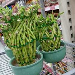 W H Lung Cash & Carry