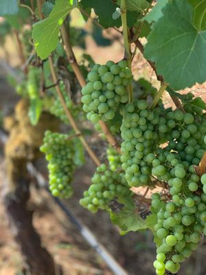 Knudsen Vineyards by null