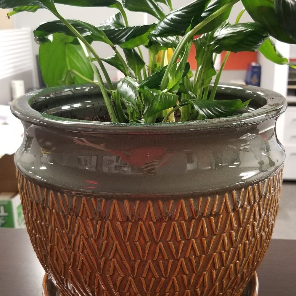 Walnut Creek Ace Hardware - Got everything I needed here to save my little office plant :) - Hardware Stores Near Me - Walnut Creek, California Walnut Creek Ace Hardware - Got everything I needed here to save my little office plant :) - Hardware Stores Near Me - Walnut Creek, California