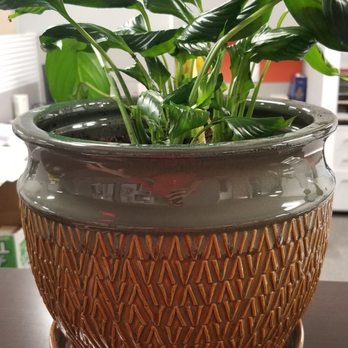 Walnut Creek Ace Hardware - Got everything I needed here to save my little office plant :) - Hardware Stores Near Me - Walnut Creek, California Walnut Creek Ace Hardware - Got everything I needed here to save my little office plant :) - Hardware Stores Near Me - Walnut Creek, California