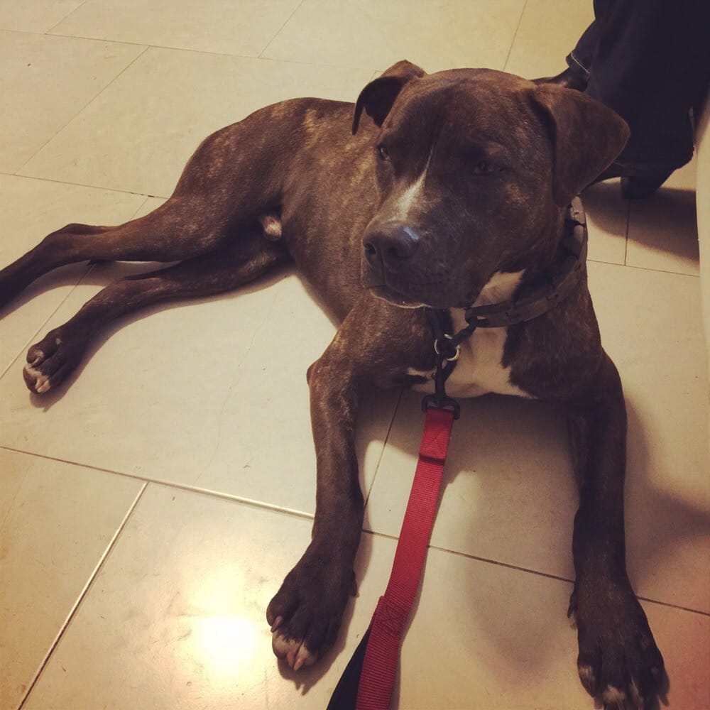 DFW CALM DOG BOARDING Updated August 2024 12 Reviews Dallas