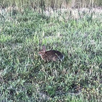 Shirley Chisholm State Park - Cute rabbits spotted around - Parks Near Me - Brooklyn, New York Shirley Chisholm State Park - Cute rabbits spotted around - Parks Near Me - Brooklyn, New York
