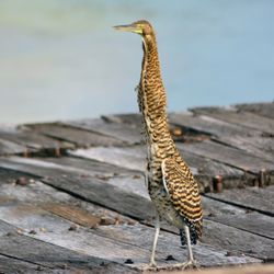 Yucatan Outdoors - Birdwatching Tour