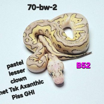 Hutches Clutches - Pet Breeders Near Me Hutches Clutches - Pet Breeders Near Me