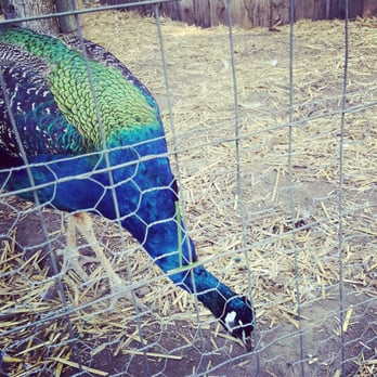 Purple Haze Lavender Farm - Peacock at Purple Haze Lavender Farm - Flowers & Gifts Near Me - Sequim, Washington Purple Haze Lavender Farm - Peacock at Purple Haze Lavender Farm - Flowers & Gifts Near Me - Sequim, Washington
