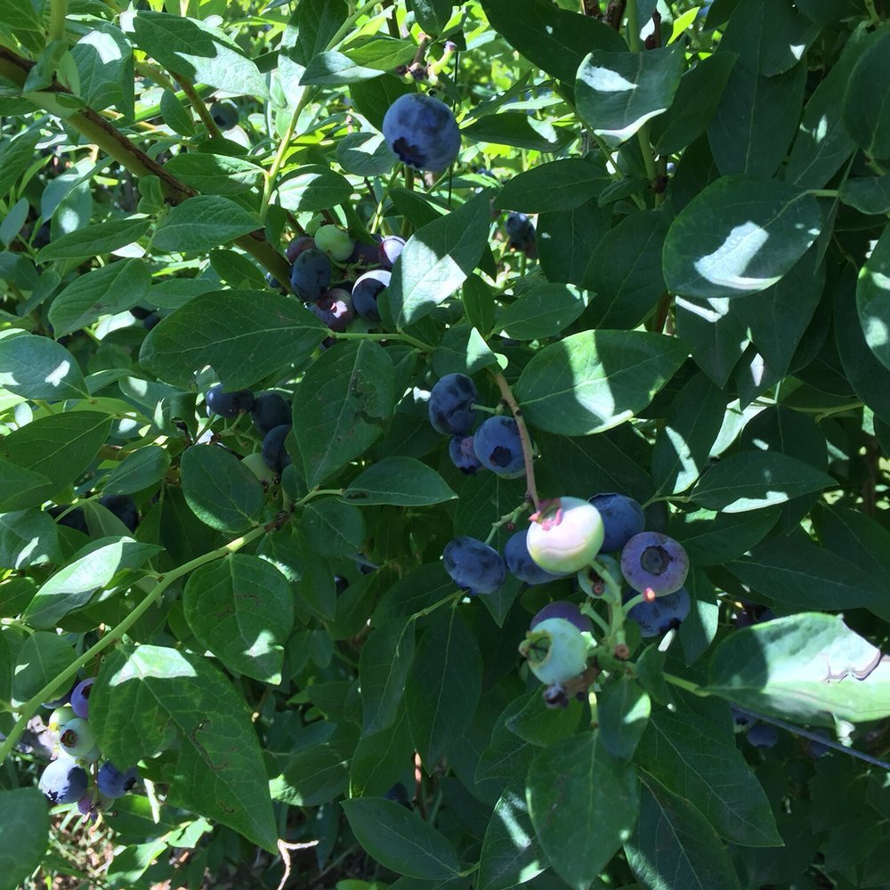 Shingle Mill Blueberry Farm - Fruits & Veggies Near Me - Sandpoint, Idaho Shingle Mill Blueberry Farm - Fruits & Veggies Near Me - Sandpoint, Idaho