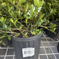 Lidl - $10.99 gardenias in 2026! Good price.