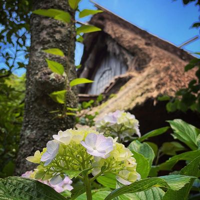 Sankeien Garden by null