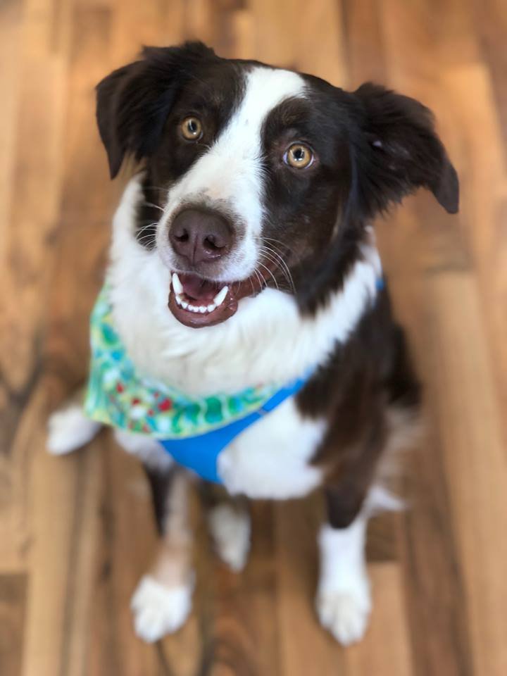 TOP DOGS PET BOUTIQUE Updated September 2024 54 Photos & 27 Reviews