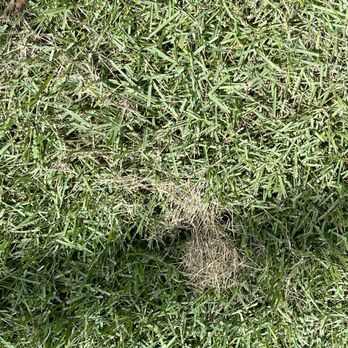 Your Green Team - More - Pest Control Near Me - Plant City, Florida Your Green Team - More - Pest Control Near Me - Plant City, Florida