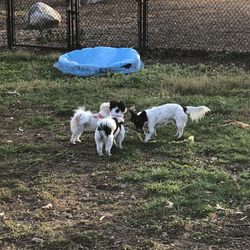 Paw Meadow Dog Park - Small dog section