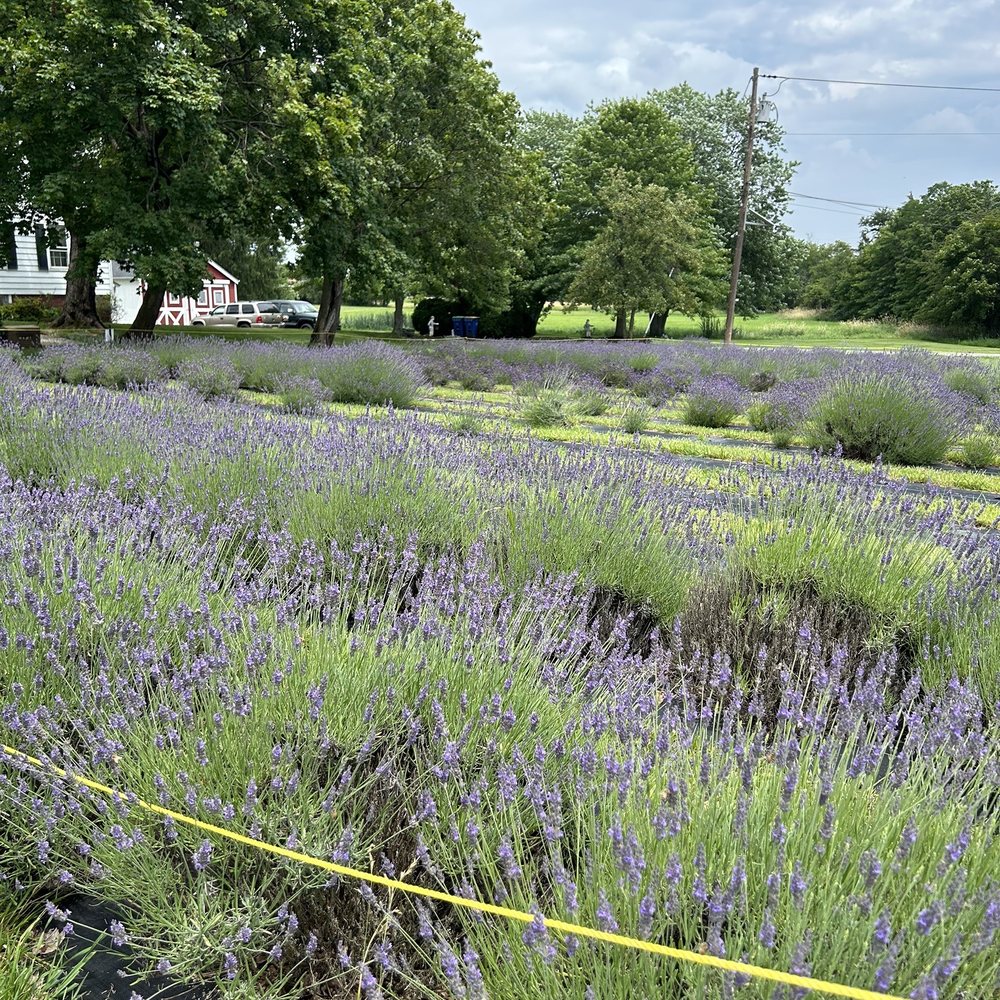 Hidden Spring Lavender & Alpacas - Gift Shops Near Me - Skillman, New Jersey