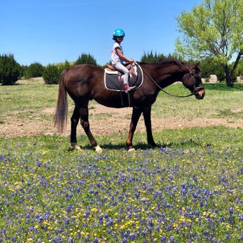 Cornerstone Farm - Horseback Riding Near Me - Cedar park, Texas