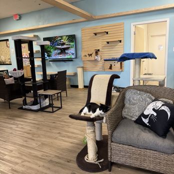 Kitty Pause Kitty Cafe - Pet Adoption Near Me - Mesa, Arizona Kitty Pause Kitty Cafe - Pet Adoption Near Me - Mesa, Arizona