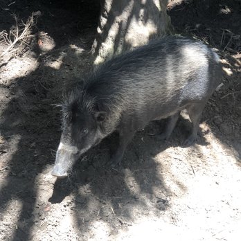 Brevard Zoo - Visayan Warty Pig - Zoos Near Me - Melbourne, Florida Brevard Zoo - Visayan Warty Pig - Zoos Near Me - Melbourne, Florida