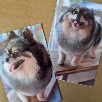 Floof Pet Grooming - Pet Groomers Near Me - Seattle, Washington